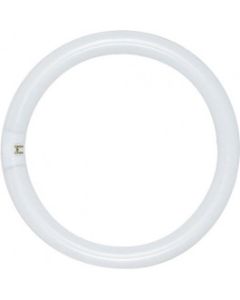 22 Watt T9 Circline Fluorescent Lamp - Cool White (4100K) - G10Q (4 Pin) - Satco - FC8T9/CW  [S6500]